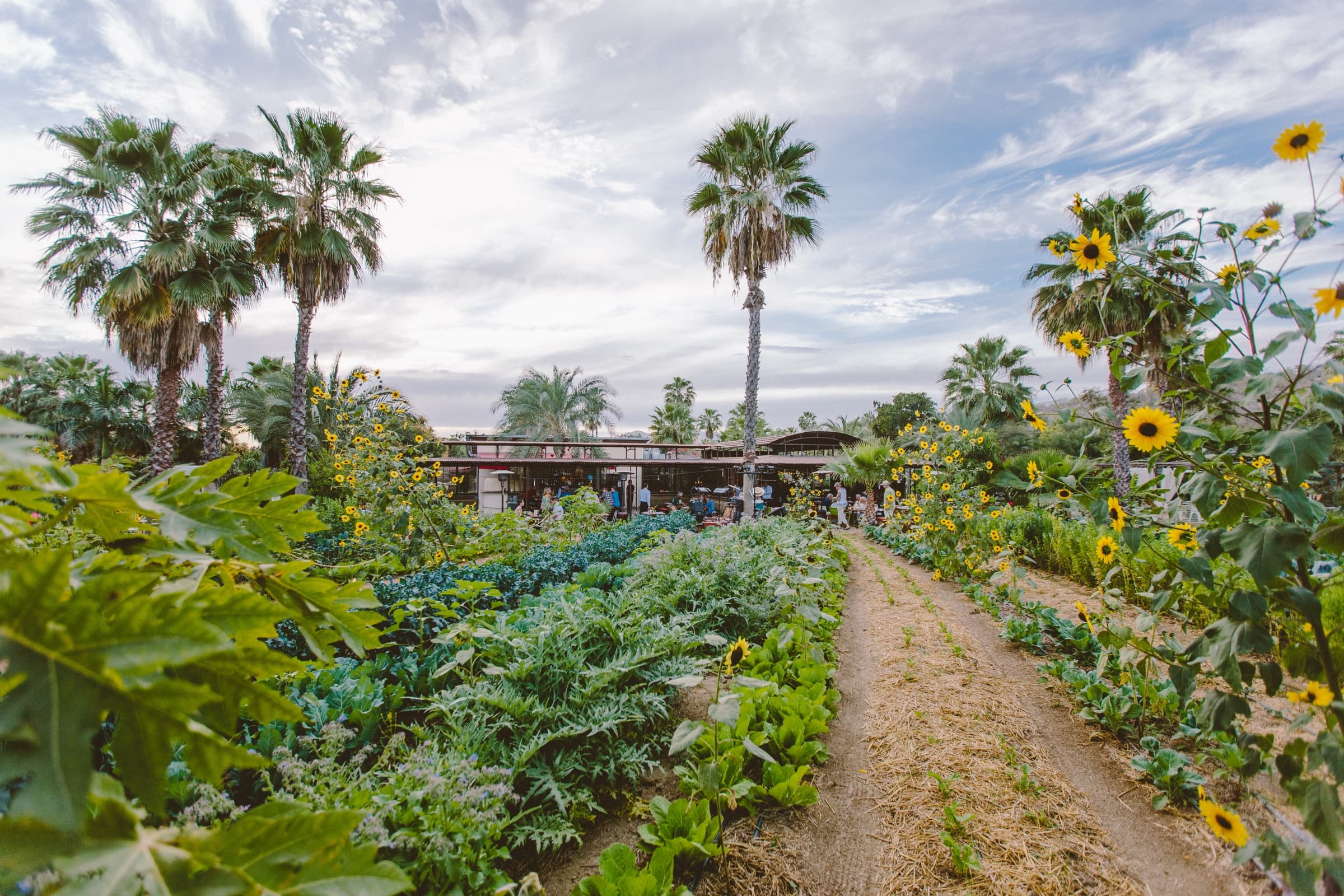 Establishing shot of Flora Farms with garden rows, sunflowers, and palms