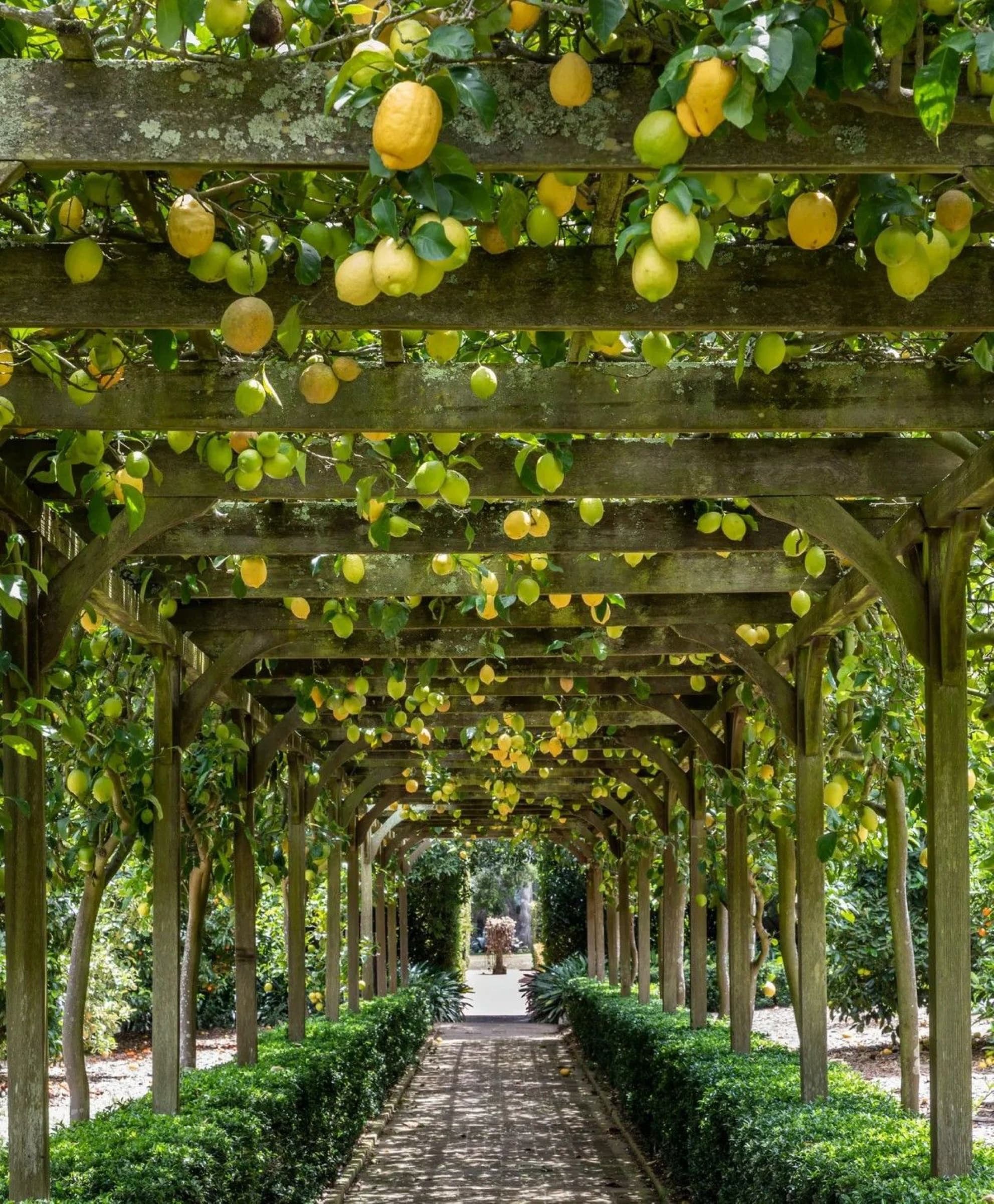 Italian-style lemon pergola: a long arched walkway covered in lemons hanging through the canopy, with brick paving and formal hedges