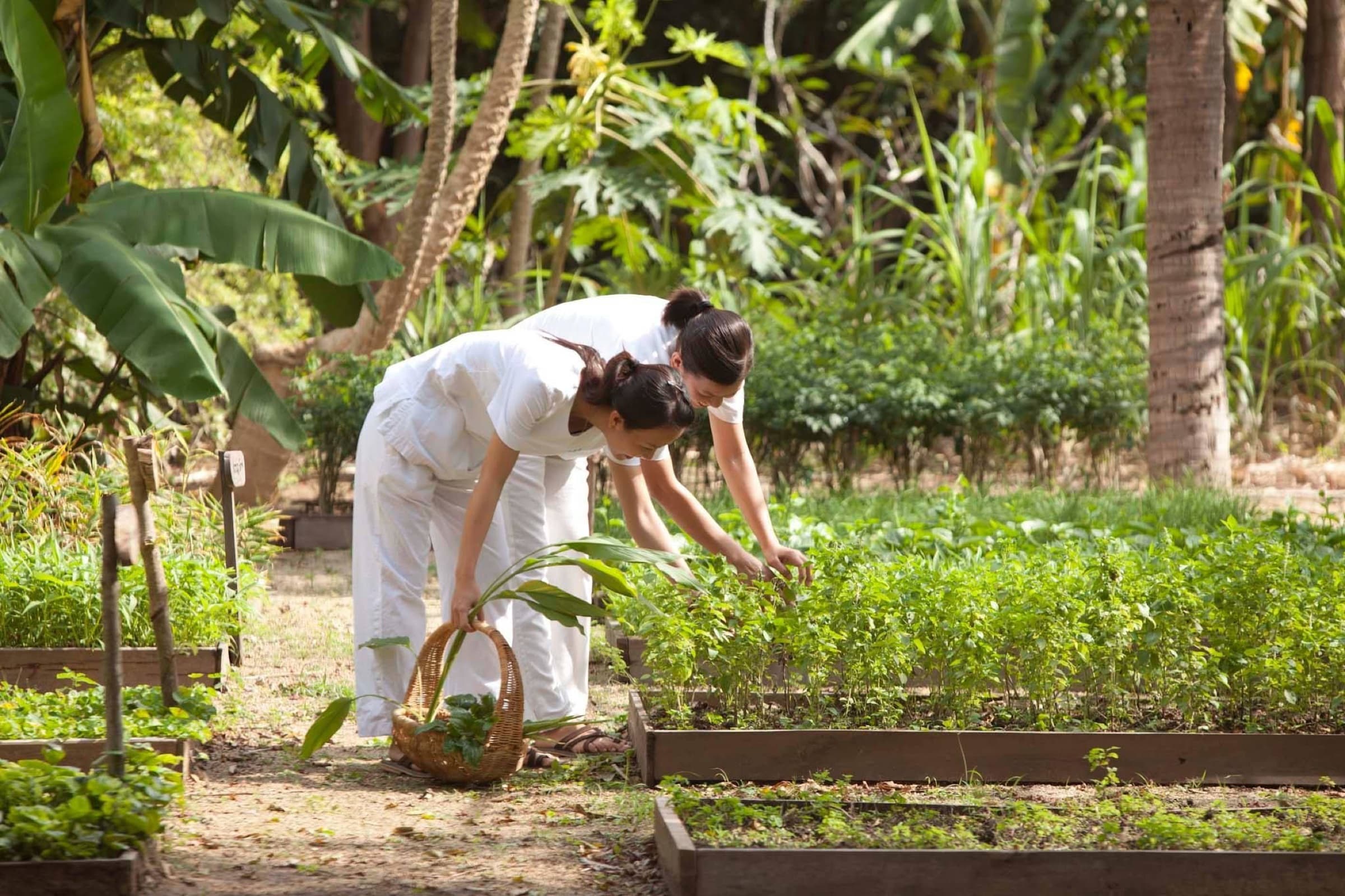 Two people in white linen harvesting herbs from raised garden beds with wicker baskets, dense tropical garden surrounds